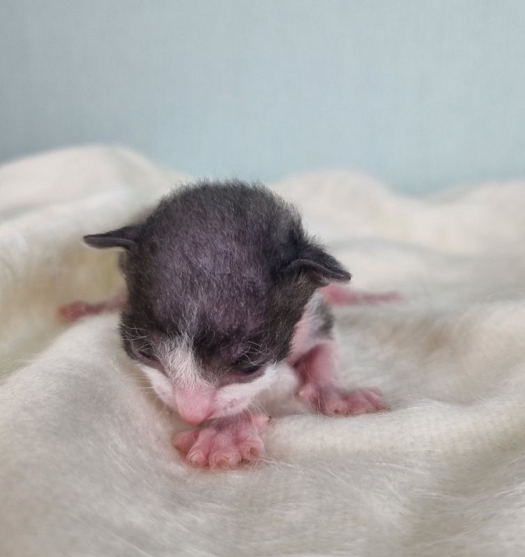 Da Vinchi Elemani Dream - Kitten cornish rex 1 week