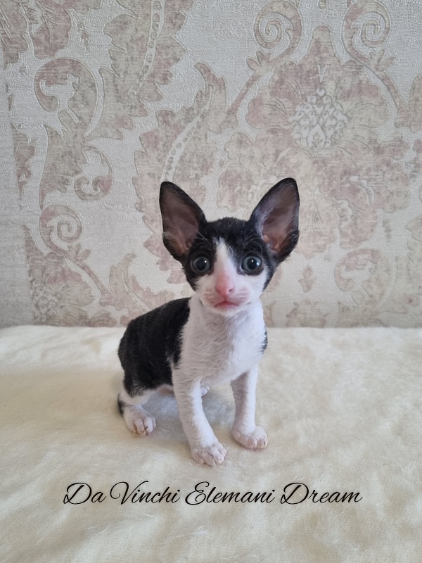 Da Vinchi Elemani Dream - Kitten cornish rex 1 month 0.5 weeks