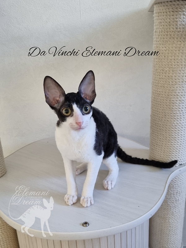 Da Vinchi Elemani Dream - Kitten cornish rex 4 months