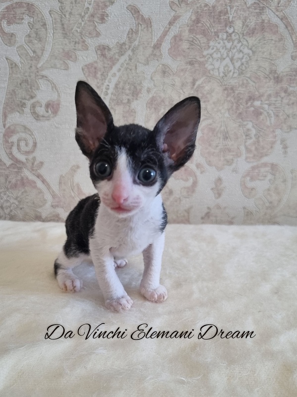 Da Vinchi Elemani Dream - Kitten cornish rex 1 month 0.5 weeks