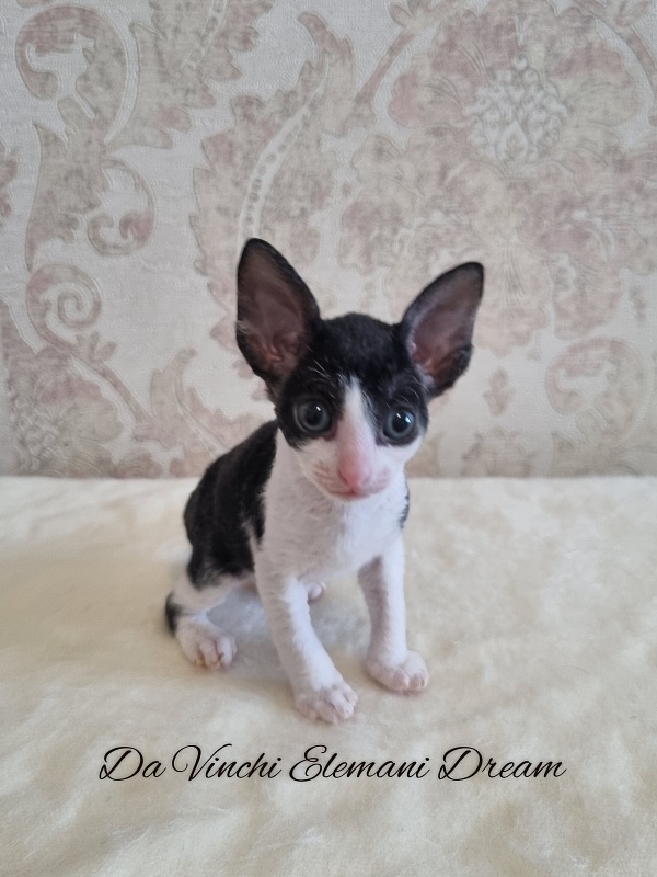 Da Vinchi Elemani Dream - Kitten cornish rex 1 month 0.5 weeks