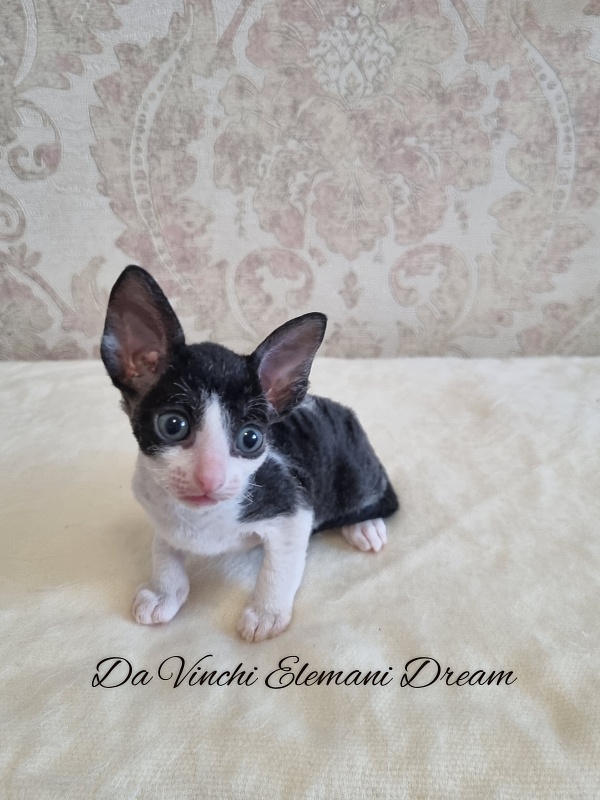 Da Vinchi Elemani Dream - Kitten cornish rex 1 month 0.5 weeks