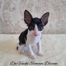 Da Vinchi Elemani Dream