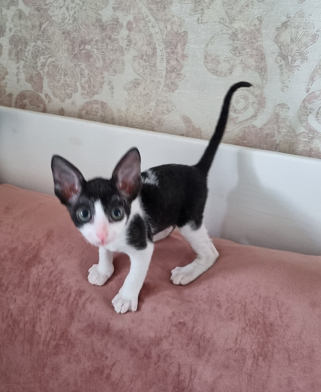 Da Vinchi Elemani Dream - Kitten cornish rex 1 month 2 weeks