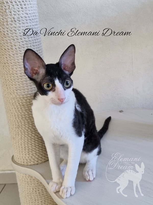 Da Vinchi Elemani Dream - Kitten cornish rex 4 months