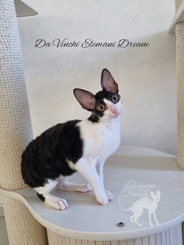 Da Vinchi Elemani Dream - Kitten cornish rex 4 months