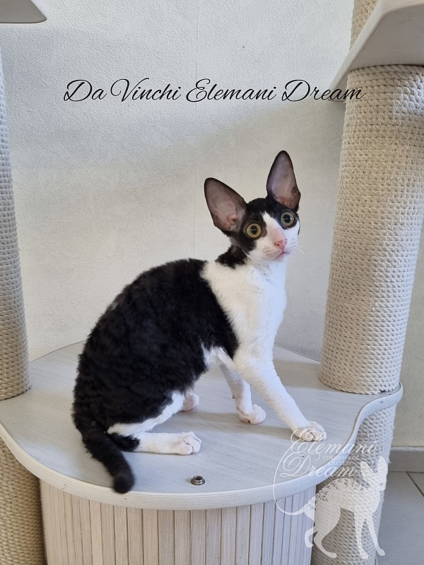 Da Vinchi Elemani Dream - Kitten cornish rex 4 months
