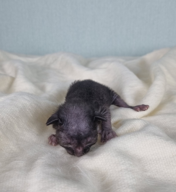 Dyuymovochka Elemani Dream - Котенок корниш-рекс 1 неделя