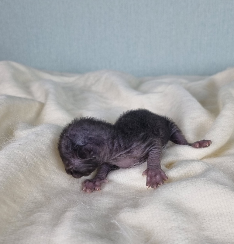 Dyuymovochka Elemani Dream - Котенок корниш-рекс 1 неделя