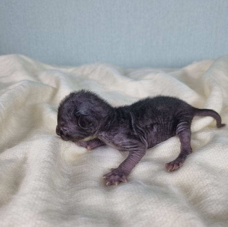 Dyuymovochka Elemani Dream - Котенок корниш-рекс 1 неделя