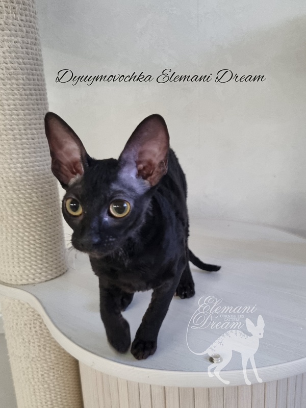 Dyuymovochka Elemani Dream - Котенок корниш-рекс 4 месяца