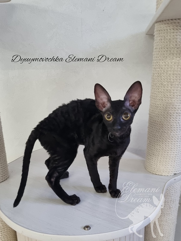 Dyuymovochka Elemani Dream - Котенок корниш-рекс 4 месяца