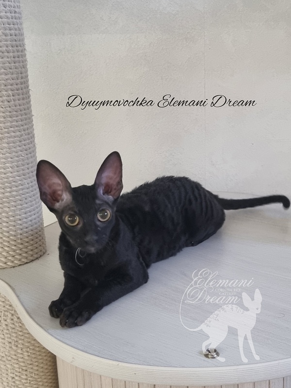 Dyuymovochka Elemani Dream - Котенок корниш-рекс 4 месяца