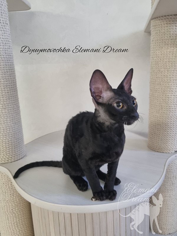 Dyuymovochka Elemani Dream - Котенок корниш-рекс 4 месяца