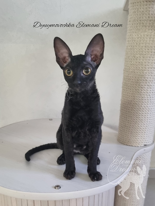 Dyuymovochka Elemani Dream - Котенок корниш-рекс 4 месяца