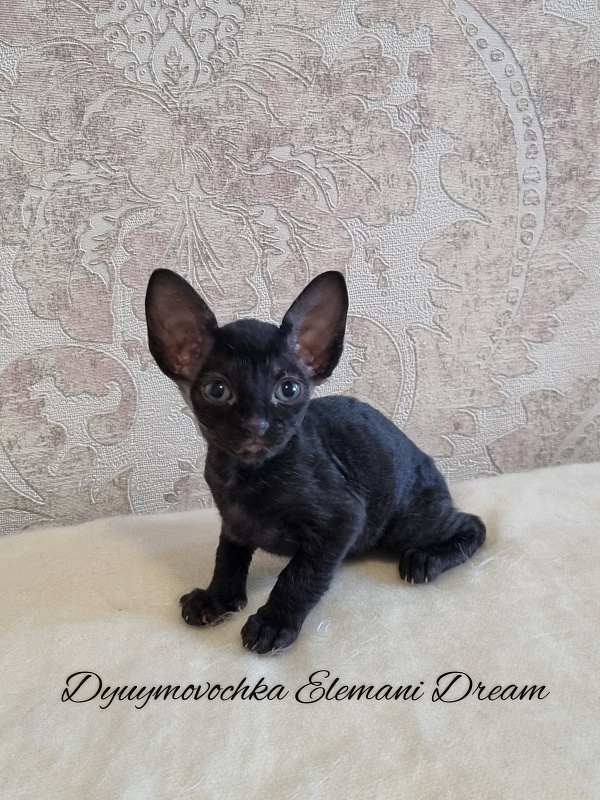 Dyuymovochka Elemani Dream - Котенок корниш-рекс 1 месяц 0,5 недель