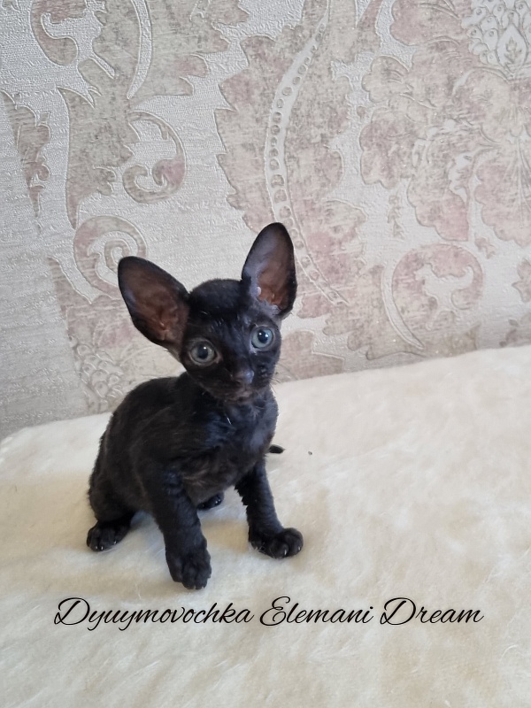 Dyuymovochka Elemani Dream - Котенок корниш-рекс 1 месяц 0,5 недель