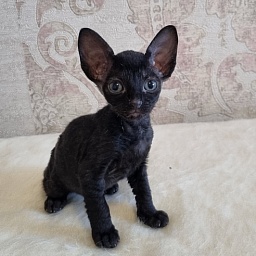 Dyuymovochka Elemani Dream