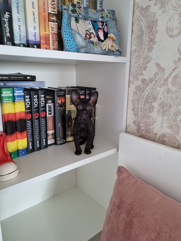 Dyuymovochka Elemani Dream - Котенок корниш-рекс 1 месяц 2 недели