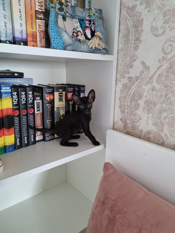 Dyuymovochka Elemani Dream - Котенок корниш-рекс 1 месяц 2 недели