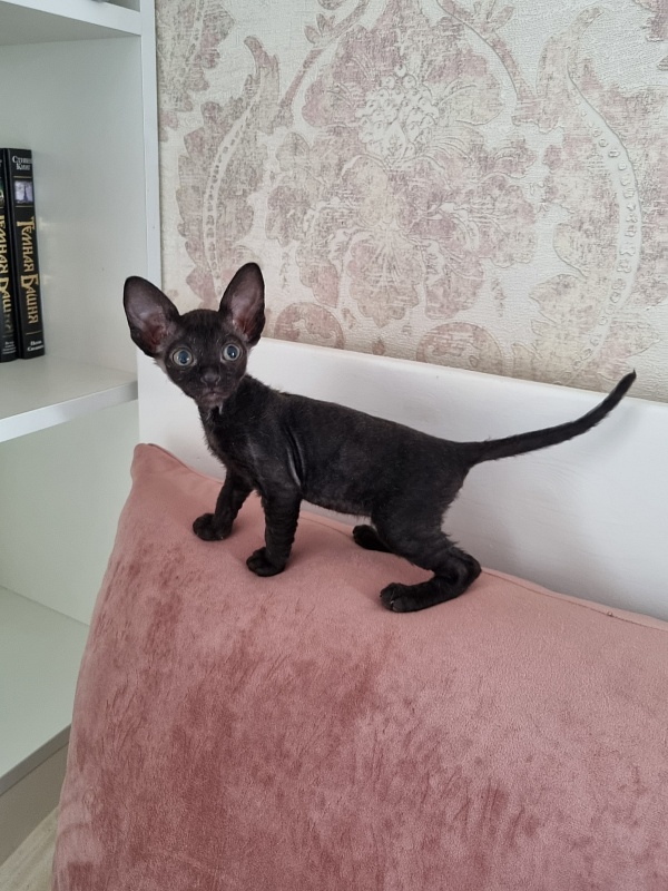 Dyuymovochka Elemani Dream - Котенок корниш-рекс 1 месяц 2 недели