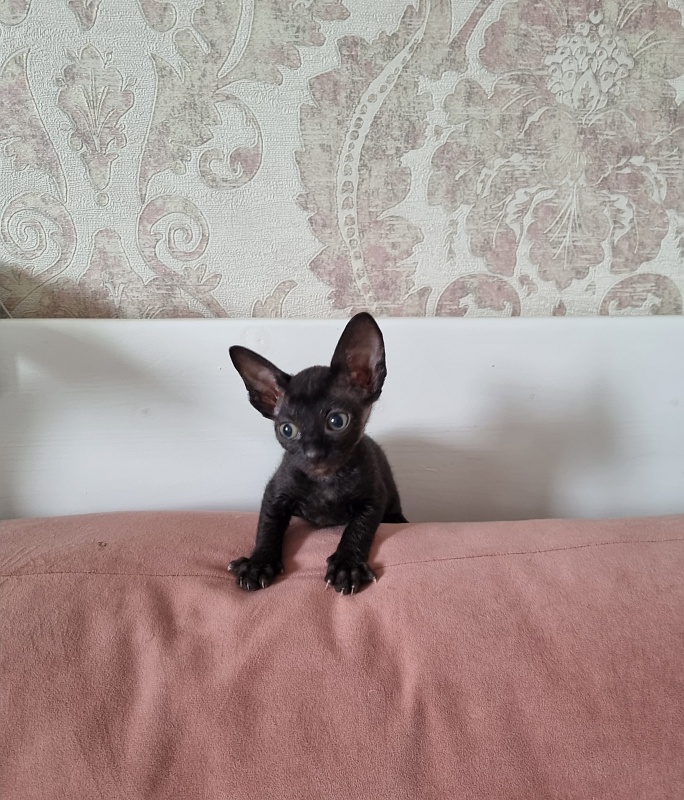 Dyuymovochka Elemani Dream - Котенок корниш-рекс 1 месяц 2 недели