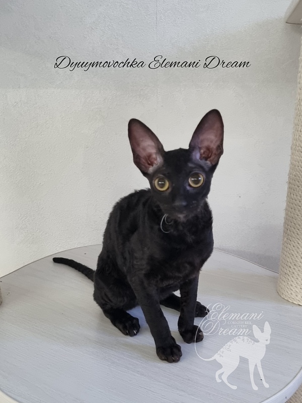 Dyuymovochka Elemani Dream - Котенок корниш-рекс 4 месяца