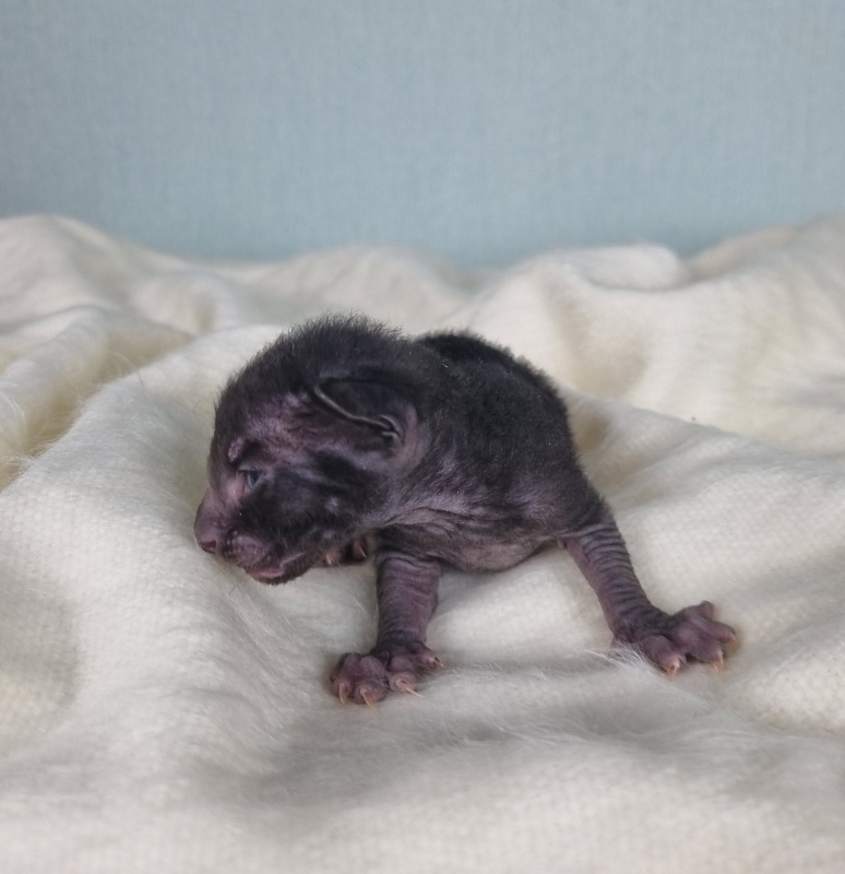 Don Zhuan Elemani Dream - Kitten cornish rex 1 week