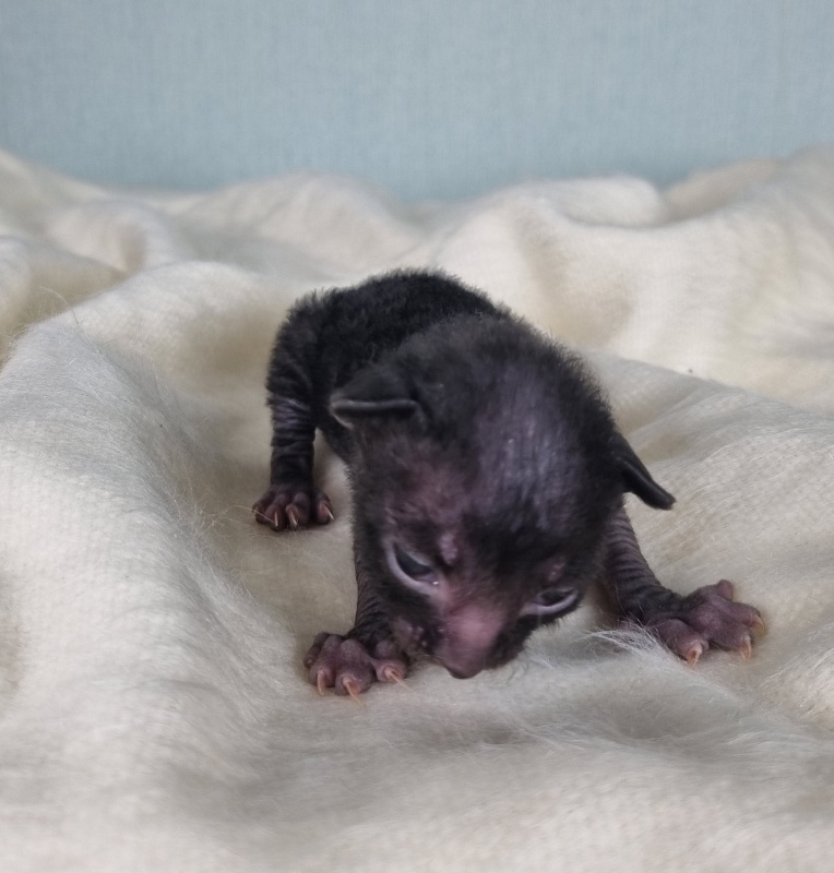 Don Zhuan Elemani Dream - Kitten cornish rex 1 week