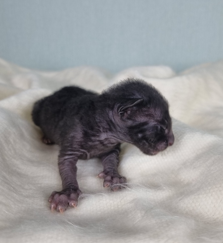 Don Zhuan Elemani Dream - Kitten cornish rex 1 week