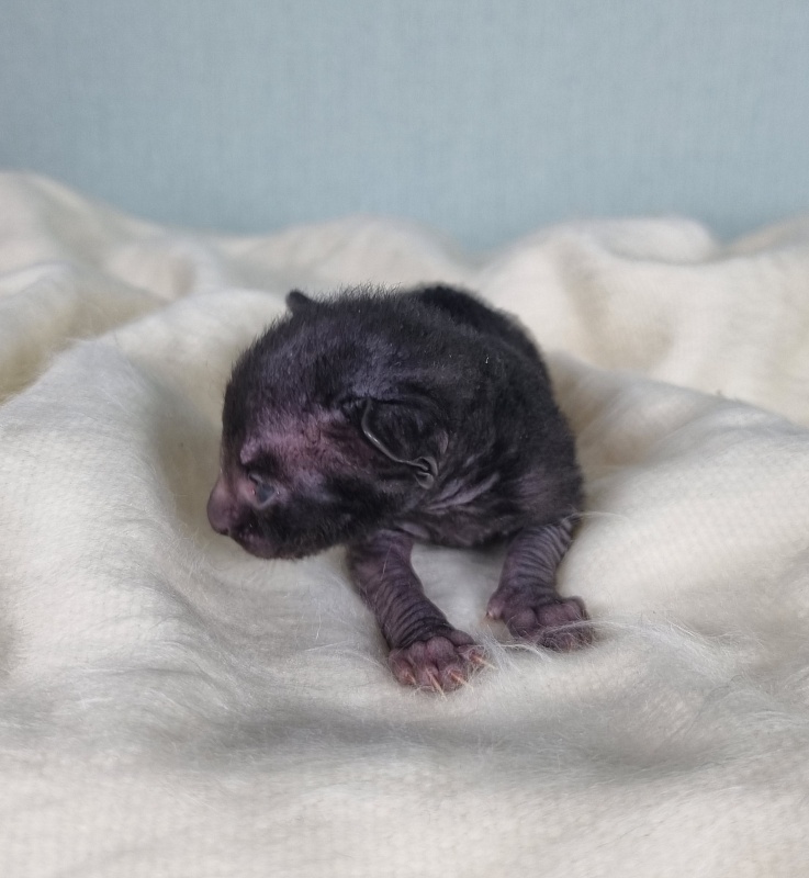 Don Zhuan Elemani Dream - Kitten cornish rex 1 week