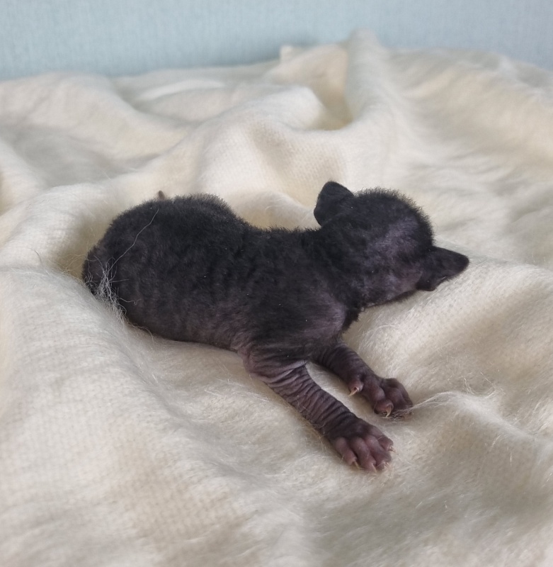 Don Zhuan Elemani Dream - Kitten cornish rex 1 week