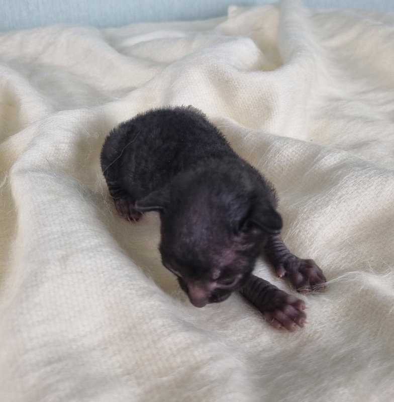 Don Zhuan Elemani Dream - Kitten cornish rex 1 week