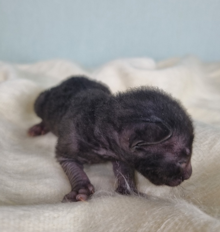 Don Zhuan Elemani Dream - Kitten cornish rex 1 week