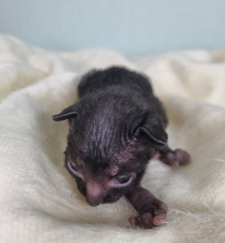 Don Zhuan Elemani Dream - Kitten cornish rex 1 week