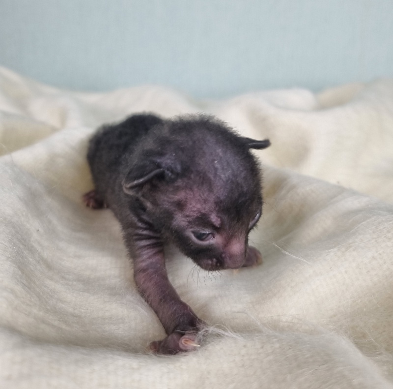 Don Zhuan Elemani Dream - Kitten cornish rex 1 week