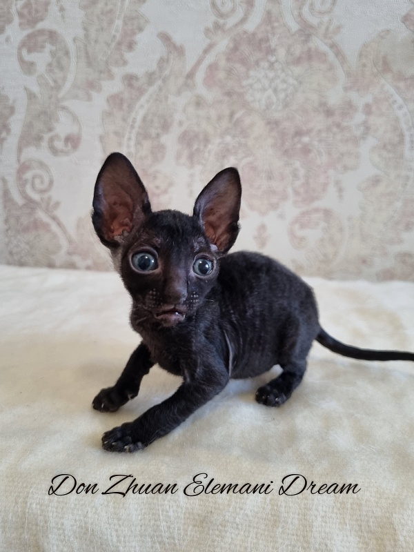 Don Zhuan Elemani Dream - Kitten cornish rex 1 month 0.5 weeks