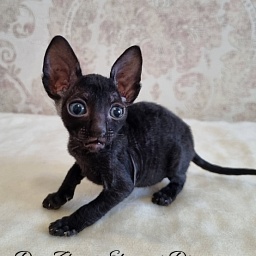 Don Zhuan Elemani Dream