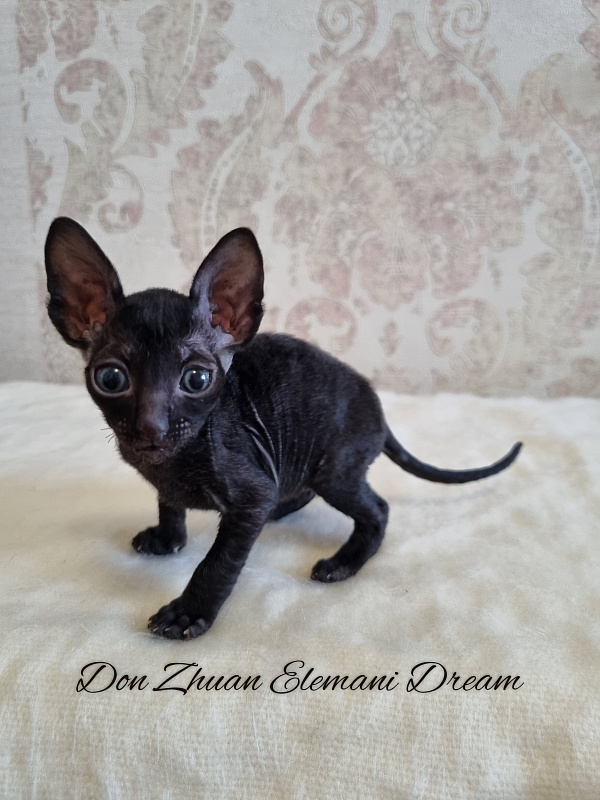 Don Zhuan Elemani Dream - Kitten cornish rex 1 month 0.5 weeks