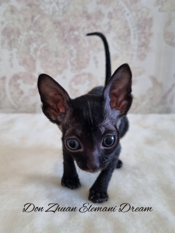 Don Zhuan Elemani Dream - Kitten cornish rex 1 month 0.5 weeks