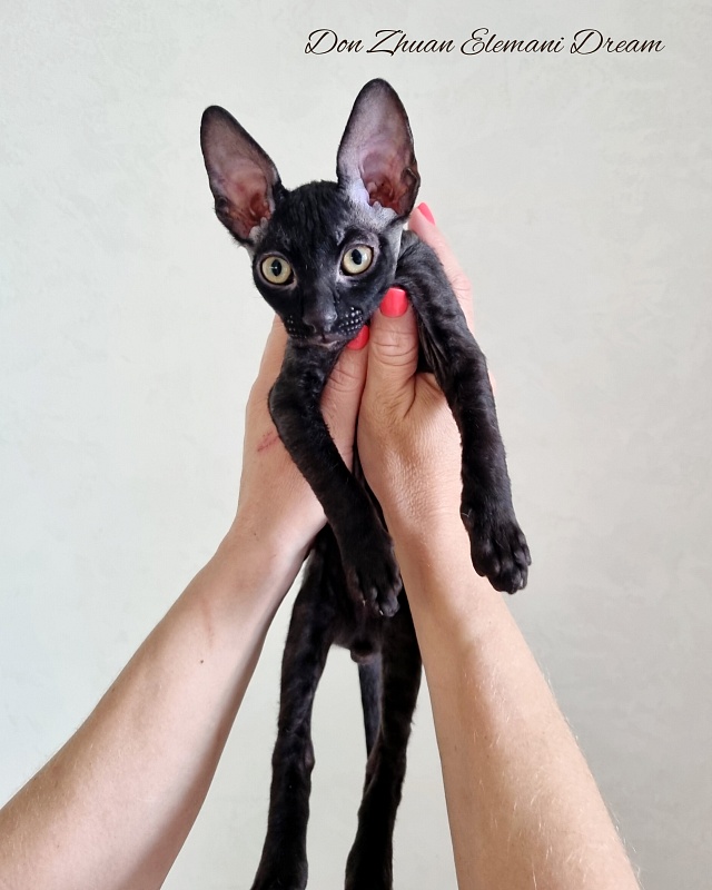 Don Zhuan Elemani Dream - Kitten cornish rex 2 months 3 weeks