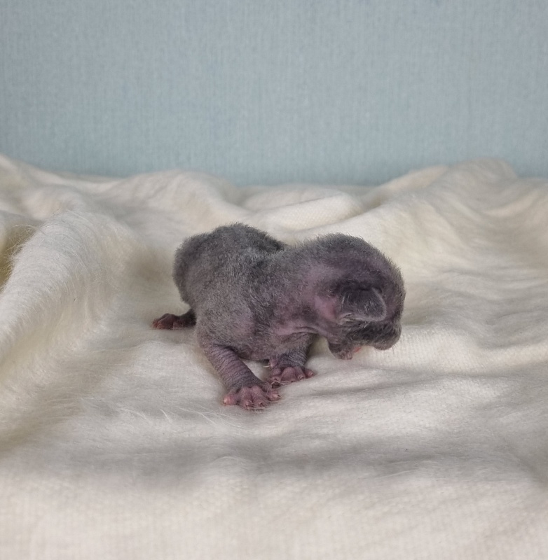 Dobrynya Elemani Dream - Котенок корниш-рекс 1 неделя