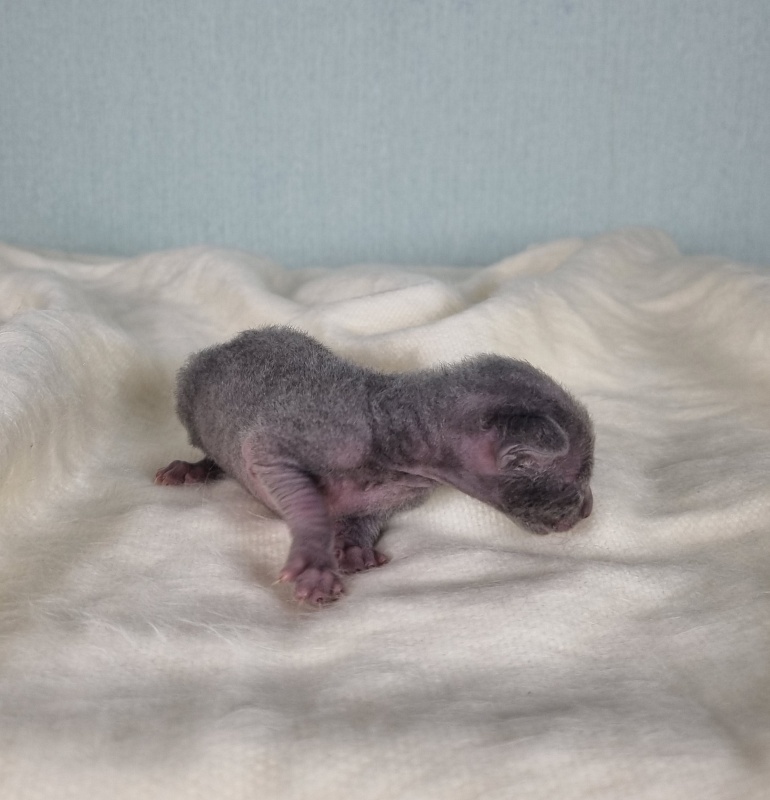 Dobrynya Elemani Dream - Котенок корниш-рекс 1 неделя