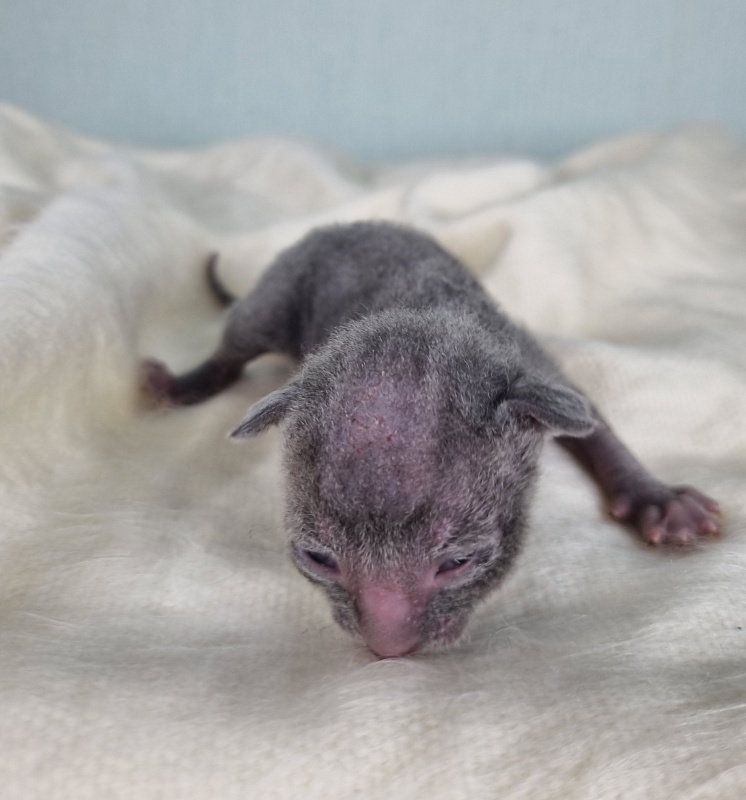 Dobrynya Elemani Dream - Котенок корниш-рекс 1 неделя