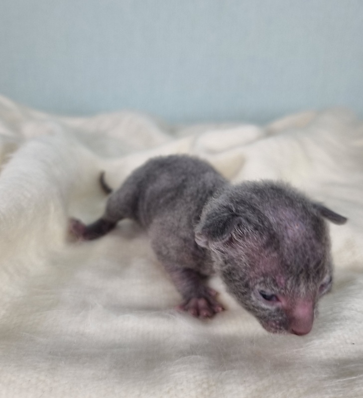 Dobrynya Elemani Dream - Котенок корниш-рекс 1 неделя