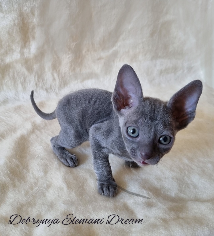 Dobrynya Elemani Dream - Котенок корниш-рекс 1 месяц 0,5 недель