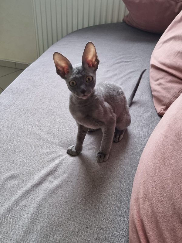 Dobrynya Elemani Dream - Котенок корниш-рекс 2 месяца 2,5 недели