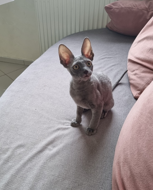 Dobrynya Elemani Dream - Котенок корниш-рекс 2 месяца 2,5 недели