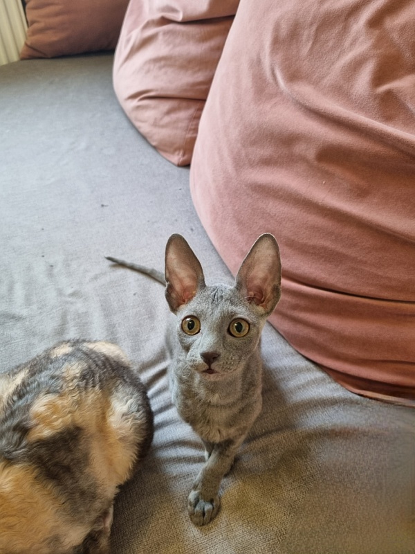 Dobrynya Elemani Dream - Котенок корниш-рекс 2 месяца 2,5 недели