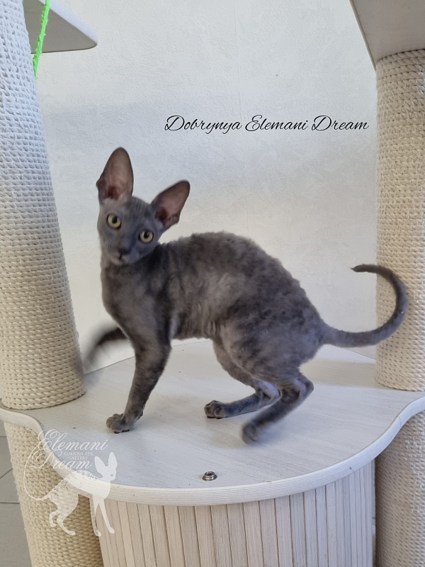 Dobrynya Elemani Dream - Котенок корниш-рекс 4 месяца